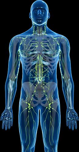 3D Rendered Medically Accurate Illustration of The Lymphatic System